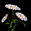 گل بابونه-کد 112205